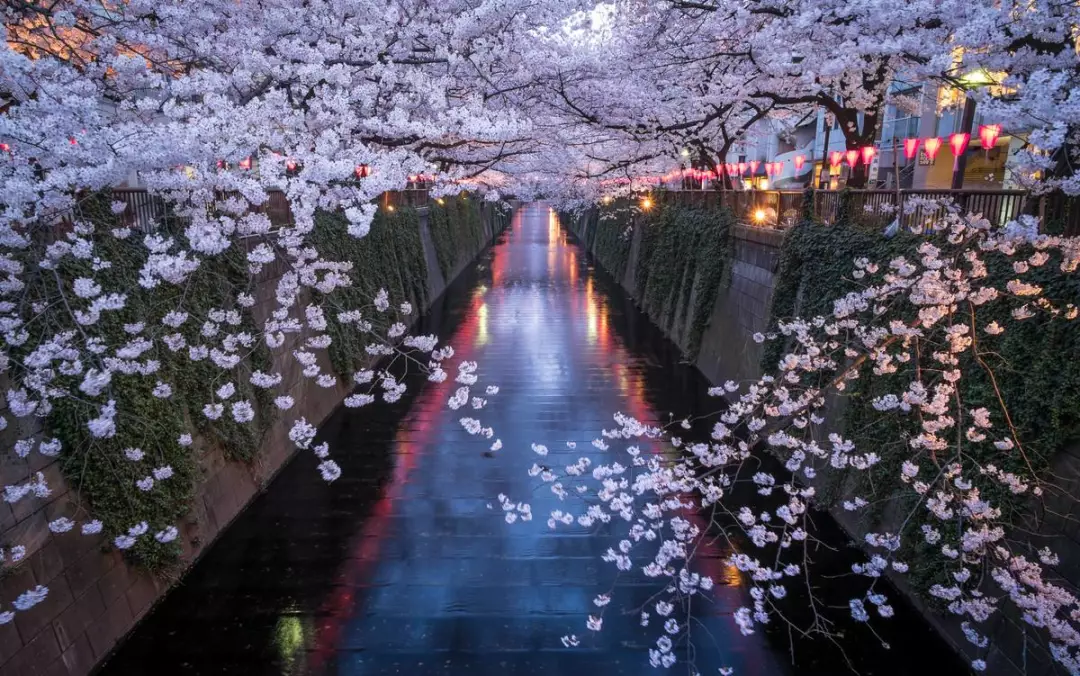 日本樱花季又双叒来喽,超美赏樱地新鲜出炉!