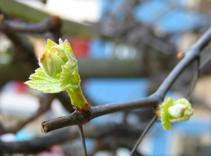 葡萄开花前需要施肥吗?建议种植户做这些工作,实时施肥!