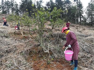 近日,祁门县塔坊镇杨梅种植大户正忙着给杨梅树修剪枝条,松土施肥.