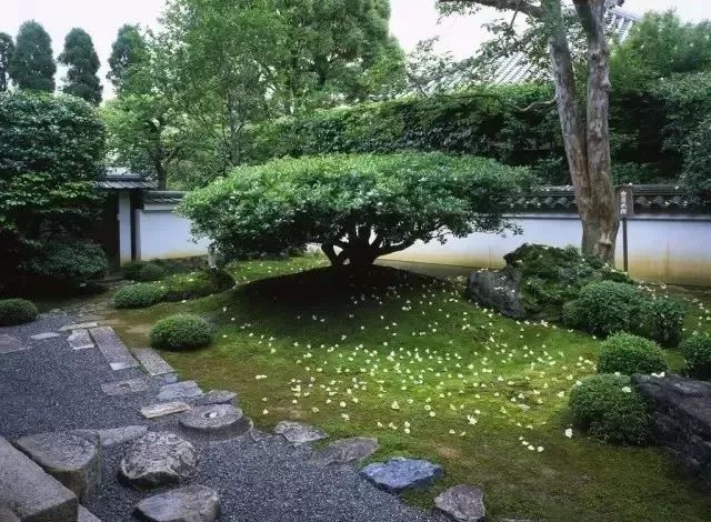 日式庭院景观树,美在哪里?_树木