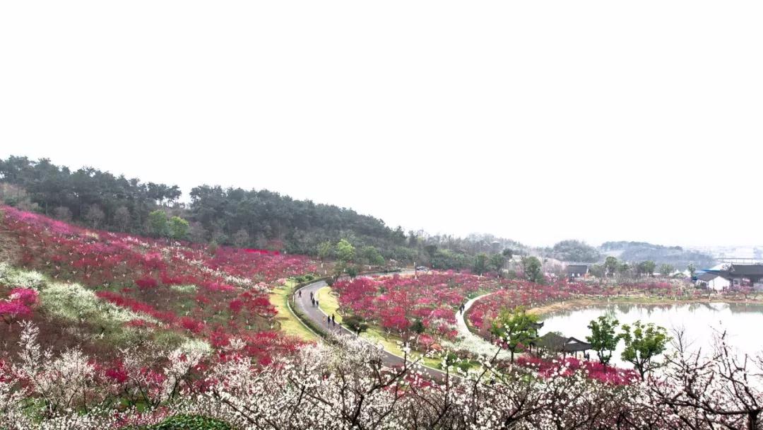 2019张家港赏花季系列活动┃香山梅花节文创集市即将开始啦