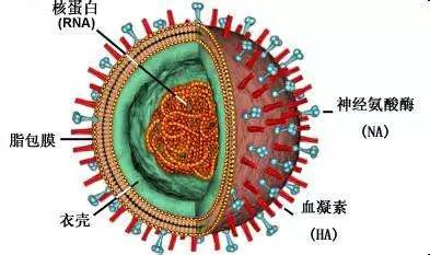 疫苗减灭世界人口_...文了解中国人用疫苗产业图谱(2)