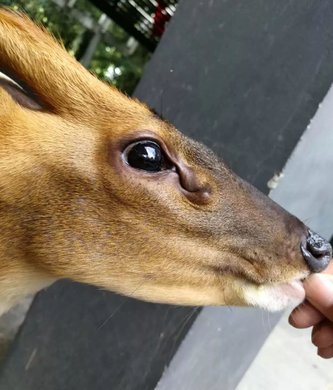 小鹿区里的小小鹿们!