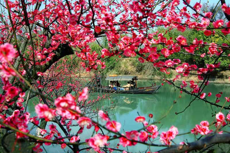 西溪探梅节：天下梅香九千处，曲水寻梅独一家