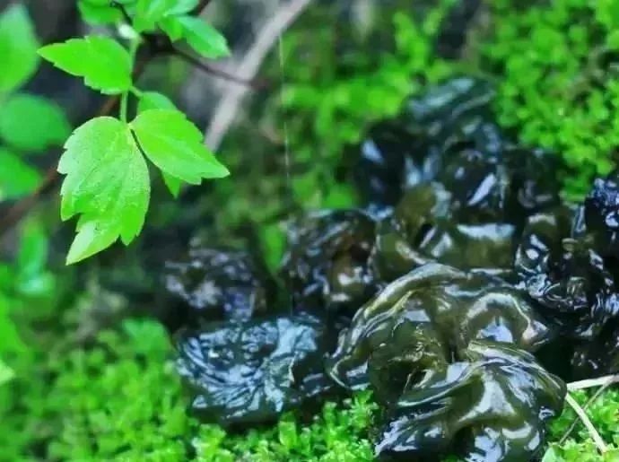 崇义的春天 有种美味的野菜 要在下过雨打过雷之后才会长出来 它形似