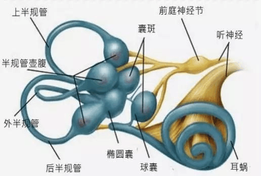 起床头晕目眩怎么办