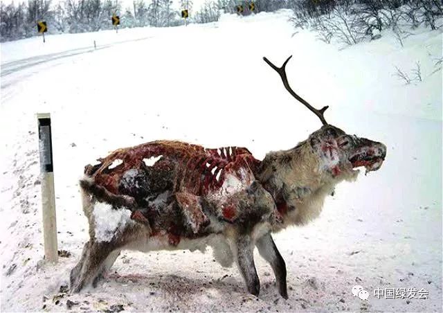 图片来源网络 "僵尸鹿"病与牛食用被朊病毒污染的饲料后引发的疯牛病