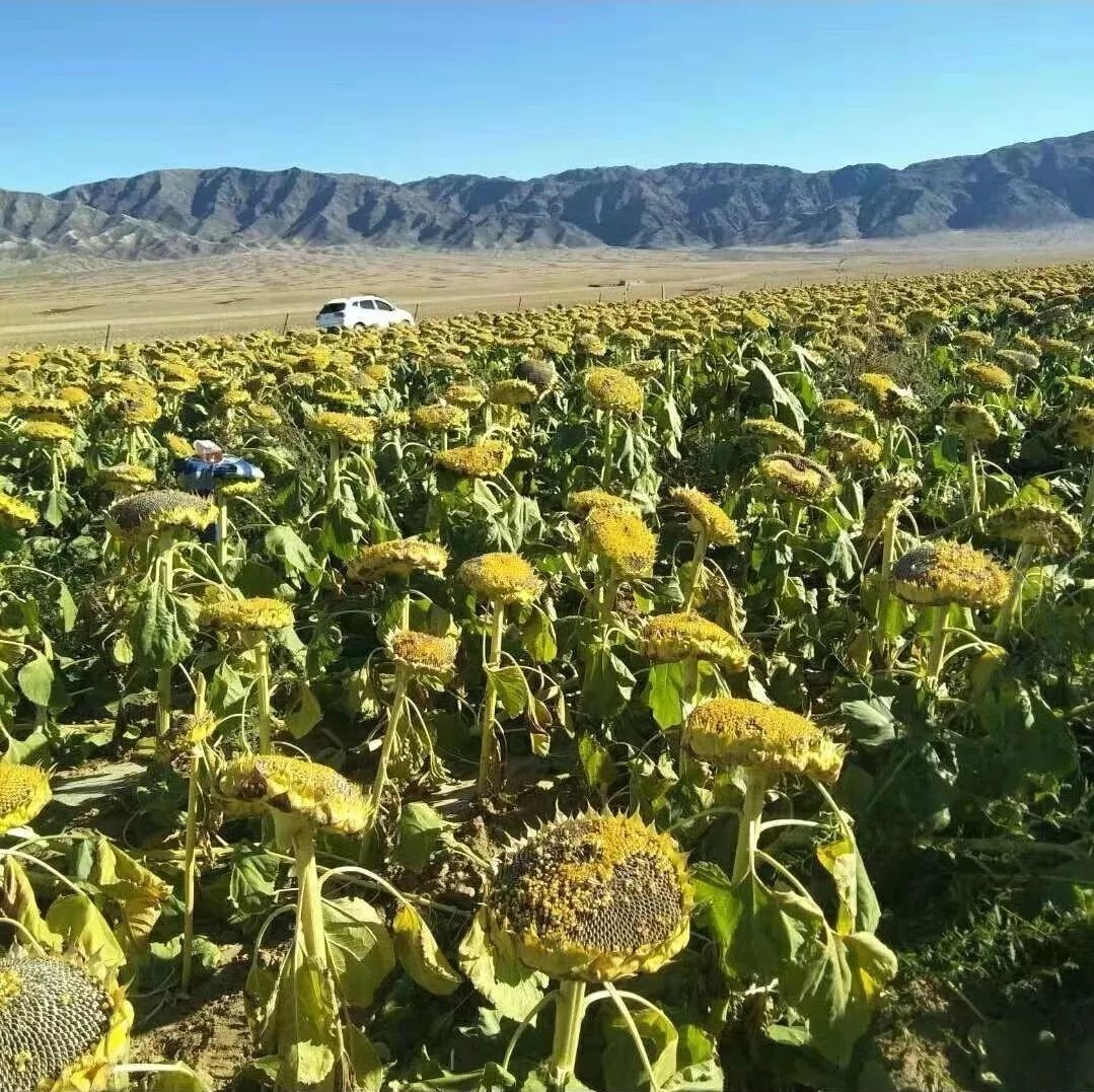 0cm左右 三 大 优势/ 无可比拟 ▼ 优势 1 产量稳定 合理调整种植密度