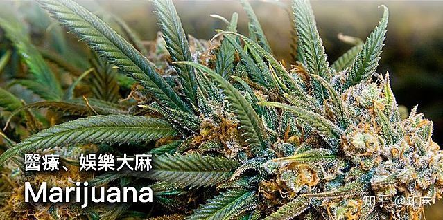 问汉麻与亚麻的区别,你是在打听两种不同的女人?