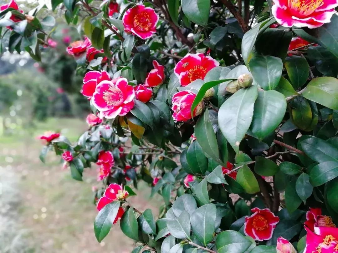 美翻天!怀化这个满山茶花的地方要火啦~趁人少赶紧去!