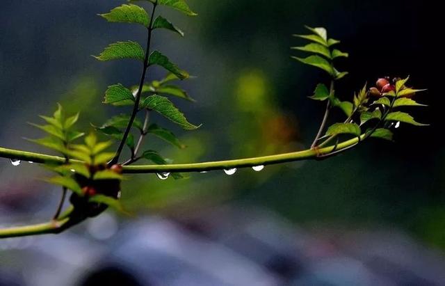 雨下个不停!未来半年南方至少4个雨季