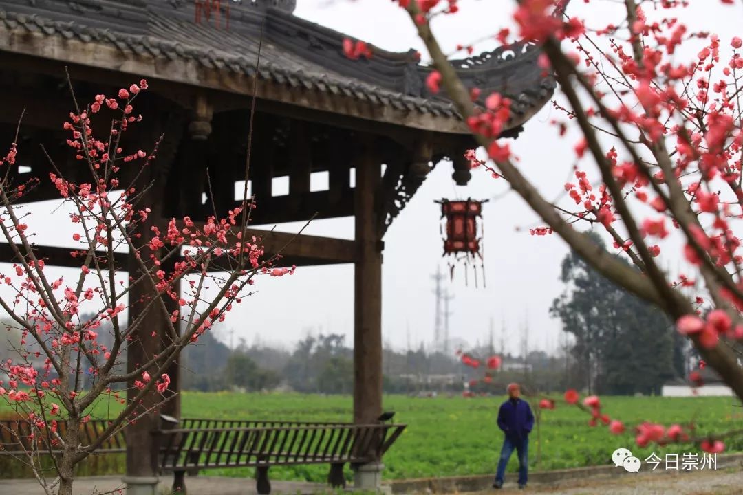 "墙角数枝梅,凌寒独自开" 不畏春寒的梅花,开满了整个院子 给新春增添