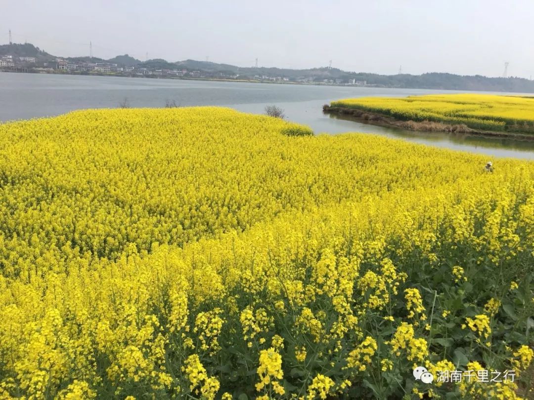 【周六3.2】衡阳萱洲古镇休闲赏花摄影一日游(车费,保险,中饭158)