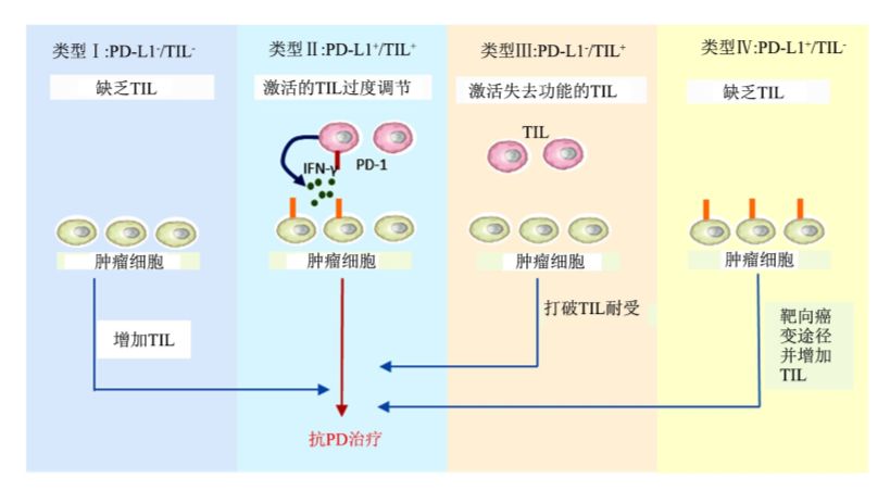 钱其军教授:精准靶向肿瘤局部免疫治疗——或将是治愈