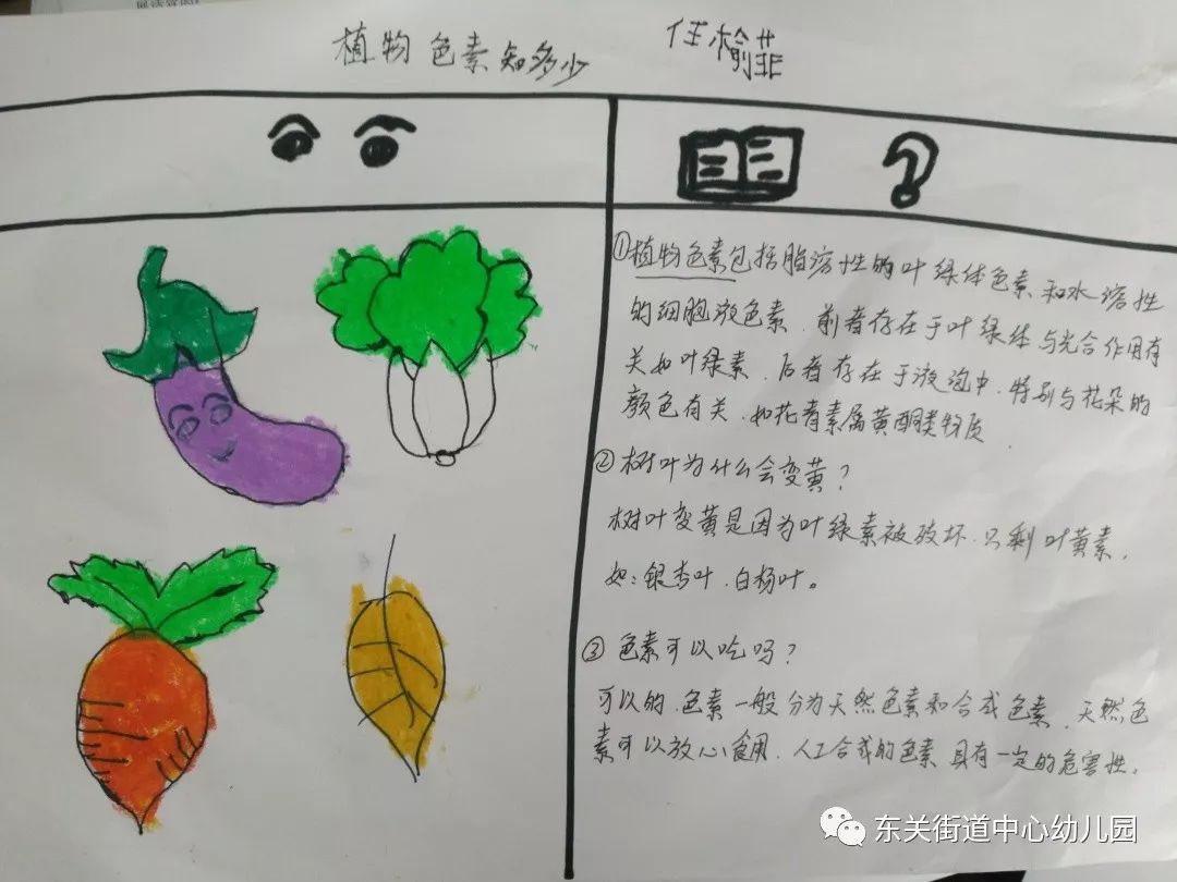 一朝秋尽染芳华 东幼大二班 植物色素 探秘之旅 金林娇 颜色