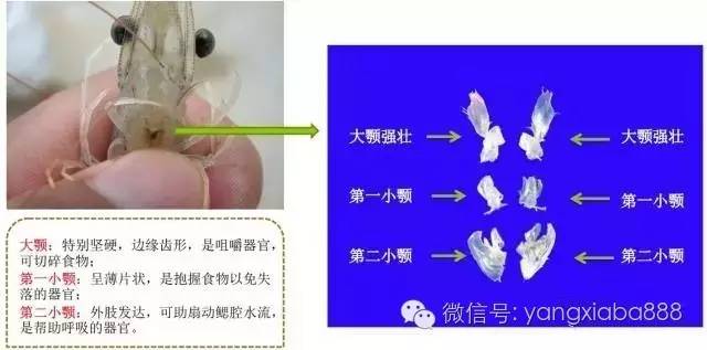 手把手教你解剖对虾与教你判定病因何在!