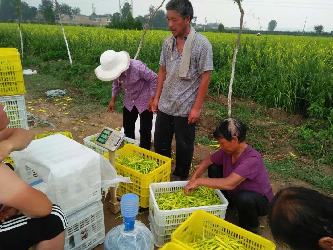 丹鳳的核桃、興平的辣椒，為什麼這倆寶常被搶斷貨？ 旅遊 第7張