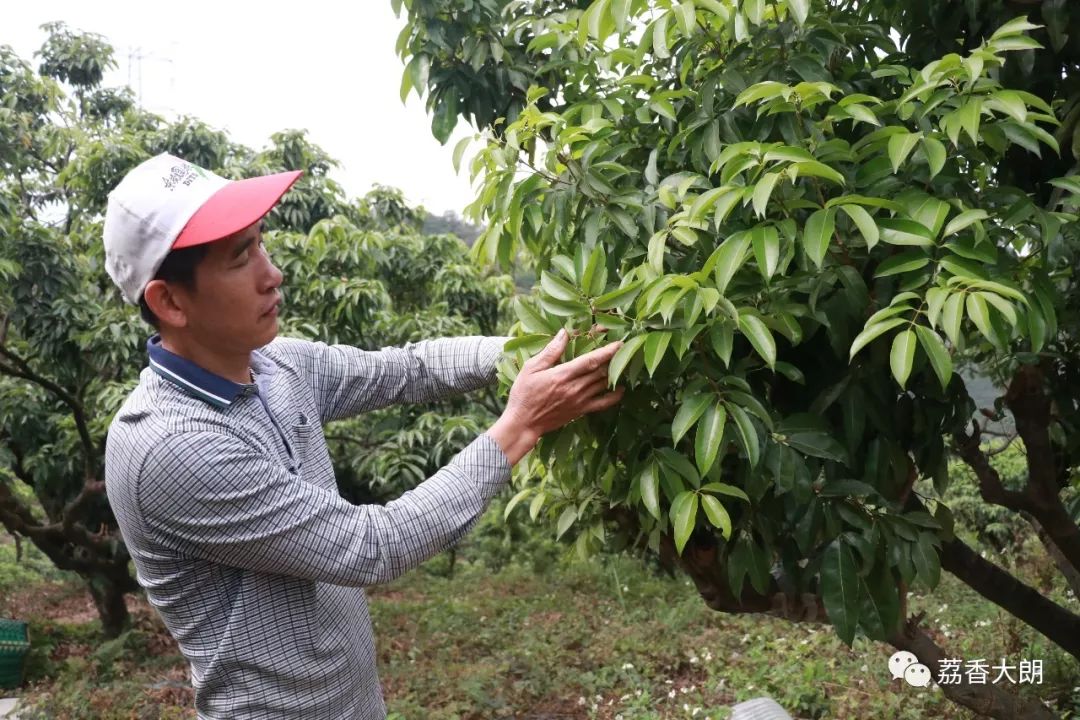 没有花,哪来果?今年市民可能要吃贵荔枝了!_丰产