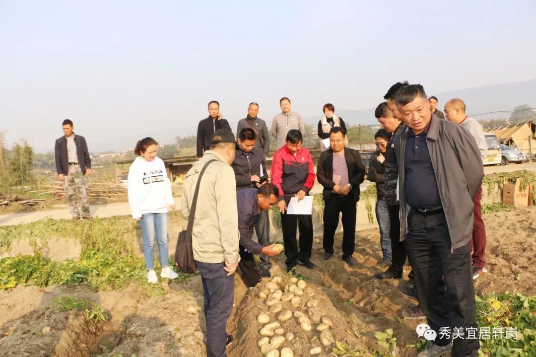 芒棒人口_棒芒草图片