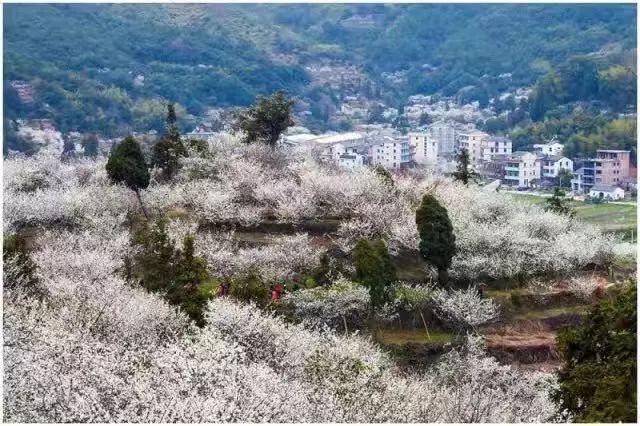 清江镇人口_景阳镇清江中学图片