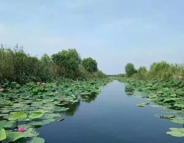 泗阳成子湖片区华丽变身,这个超火的"网红景点"你打卡