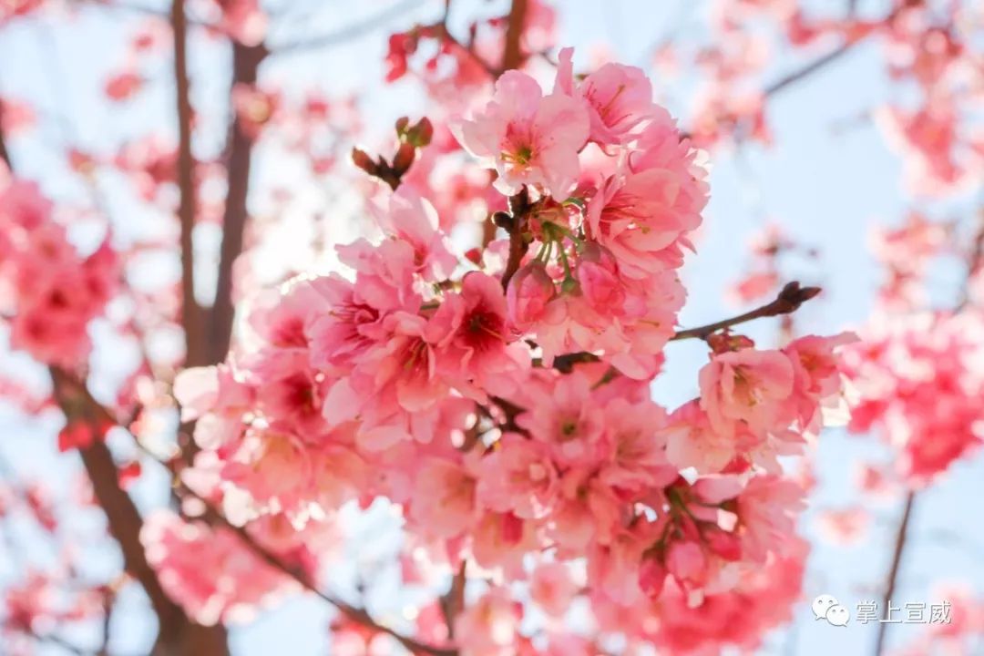 除赏樱花外 粉粉的一片一片 满满地缀满枝头 宣威市龙堡西路市花(大