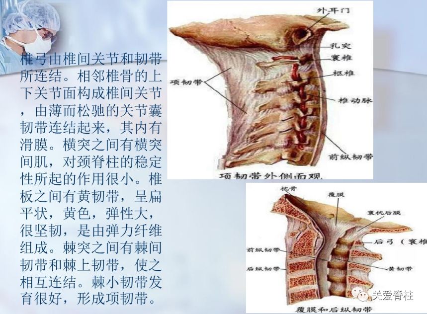 睡前温习,你了解的颈椎解剖知识有哪些?