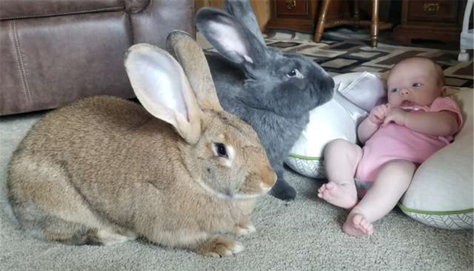 原創
            兩只巨兔對新生兒「一見鍾情」，變身「保姆」用愛守護 未分類 第2張