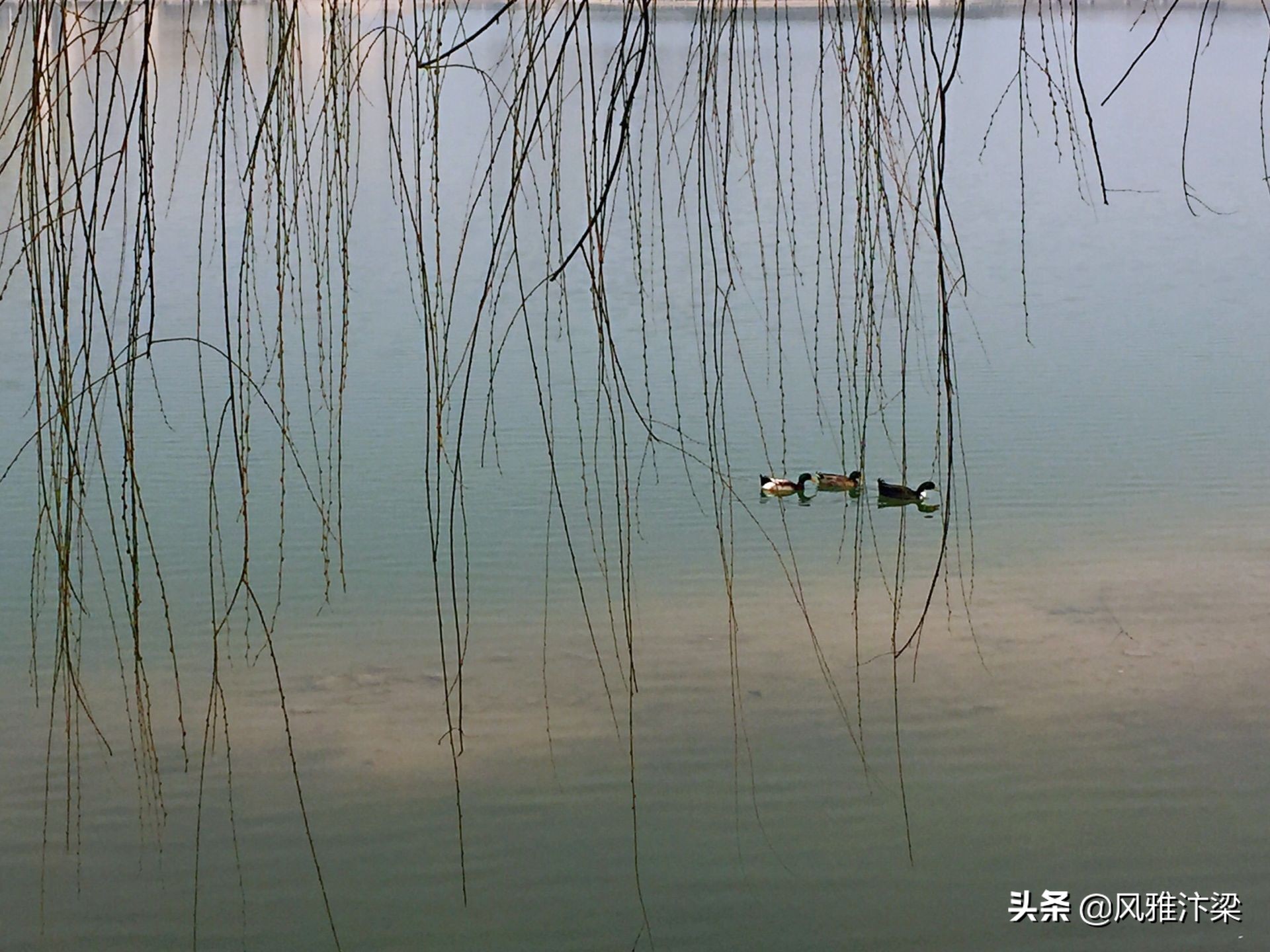 河南开封:风剪了杨柳氲河面,初春的金明池春意盎然