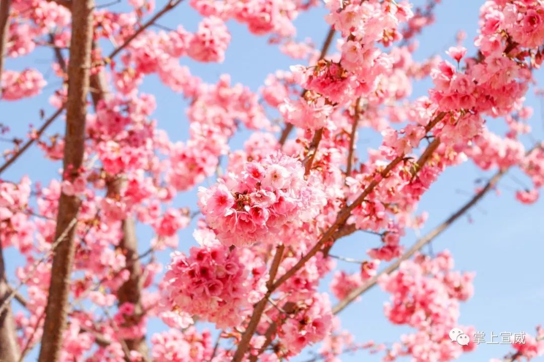 除赏樱花外 粉粉的一片一片 满满地缀满枝头 宣威市龙堡西路市花(大
