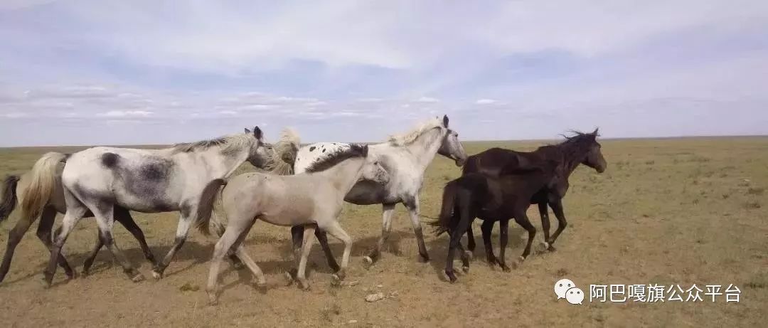 【美丽阿巴嘎】牧民朝克吉日嘎拉浅谈培育良种蒙古马经验(蒙古文)