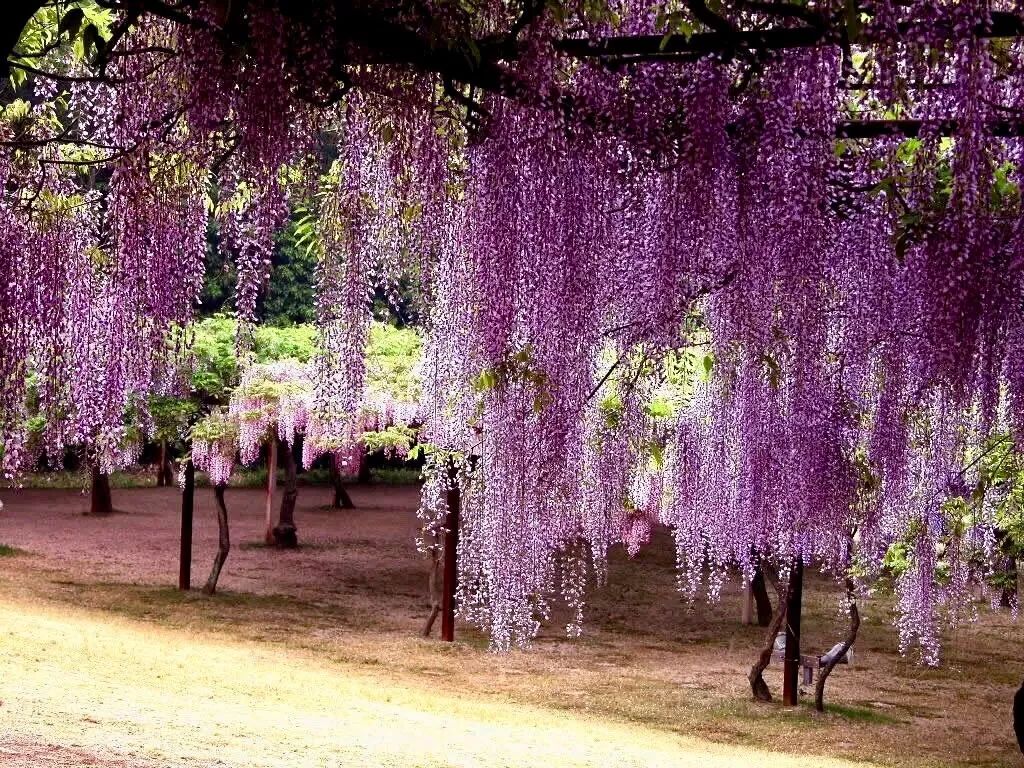 紫藤花简谱_紫藤花简谱歌谱(3)