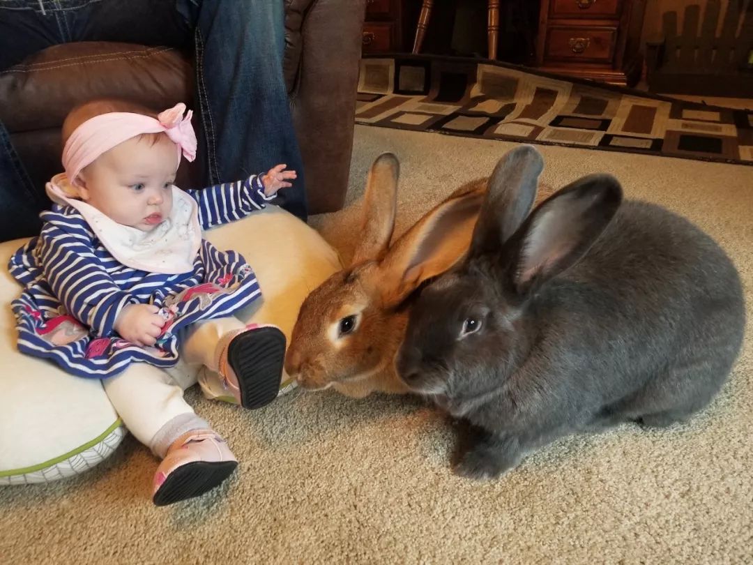 原創
            兔兔那麼可愛，沒想到還能給小寶寶當保鏢 寵物 第1張