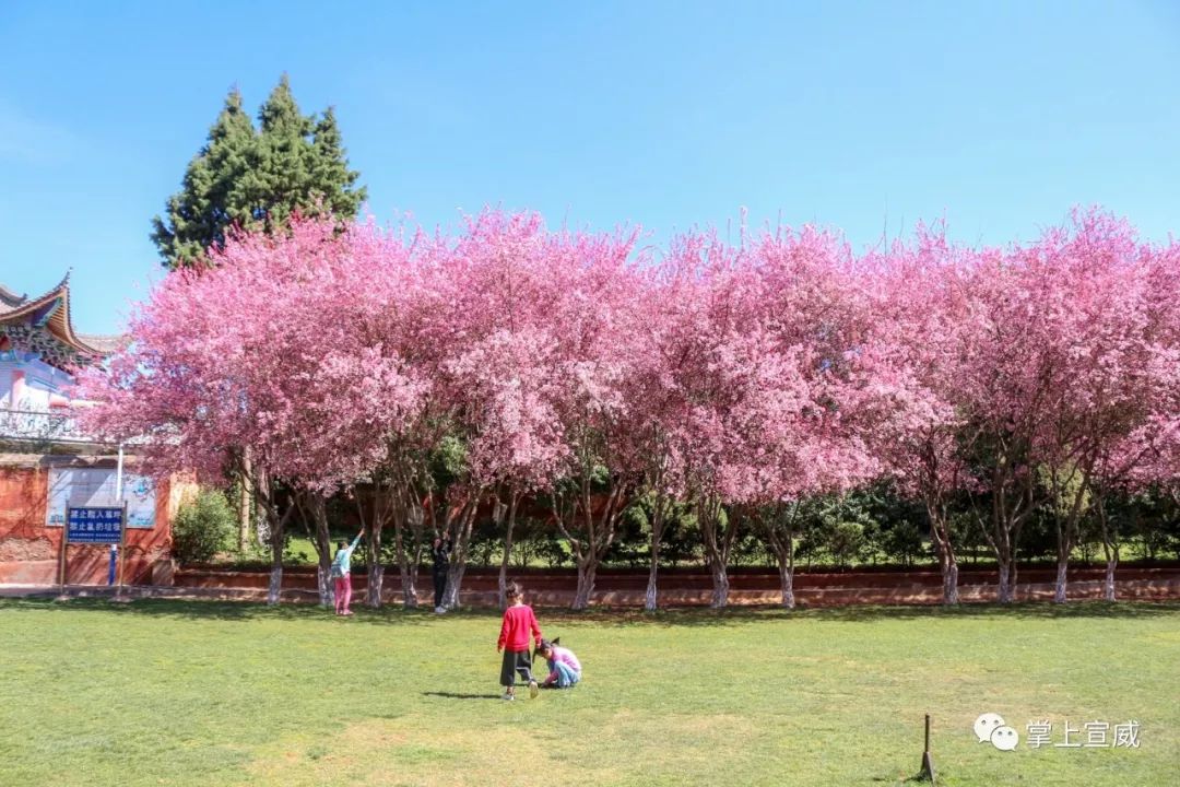 除赏樱花外 粉粉的一片一片 满满地缀满枝头 宣威市龙堡西路市花(大