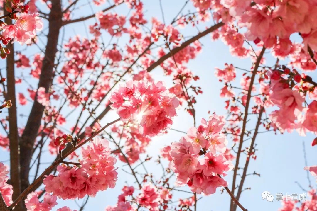 除赏樱花外 粉粉的一片一片 满满地缀满枝头 宣威市龙堡西路市花(大