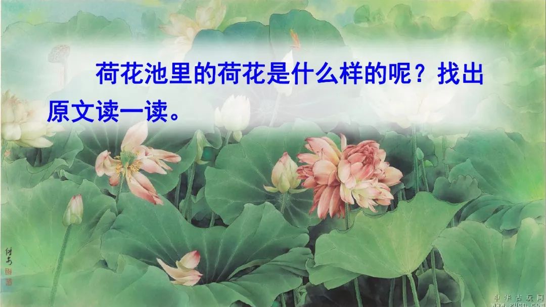 【微课堂】部编语文三年级下册课文3,荷花(教学视频)