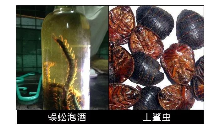 土鳖虫,蜈蚣简直就是神仙泡酒乳鼠酒,蝎子也好歹算是个进阶而且也没有