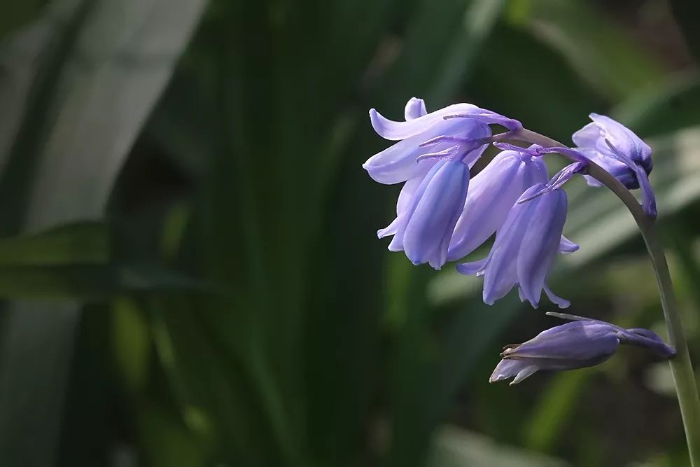 蓝铃花的简谱_铃蓝花(2)