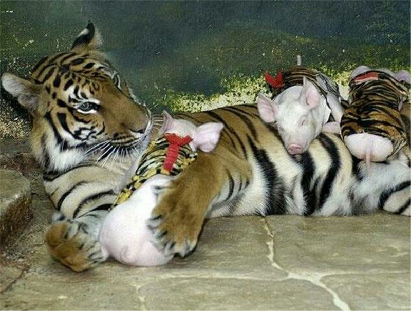 母虎沉浸在喪子之痛中，飼養員想了想往里送去幾只豬 未分類 第3張