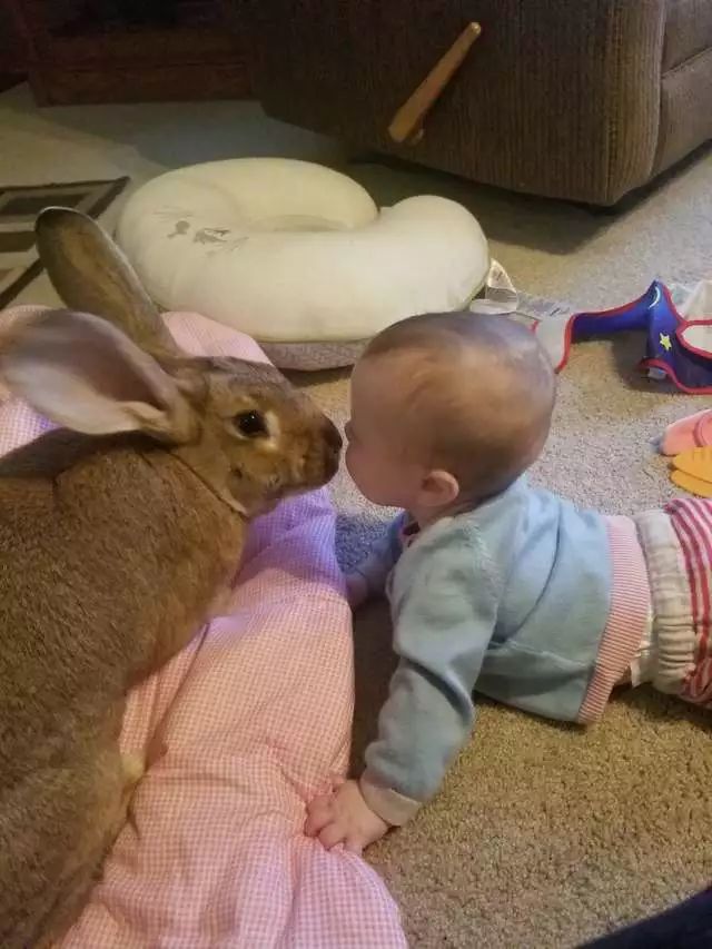 原創
            兔兔那麼可愛，沒想到還能給小寶寶當保鏢 寵物 第4張