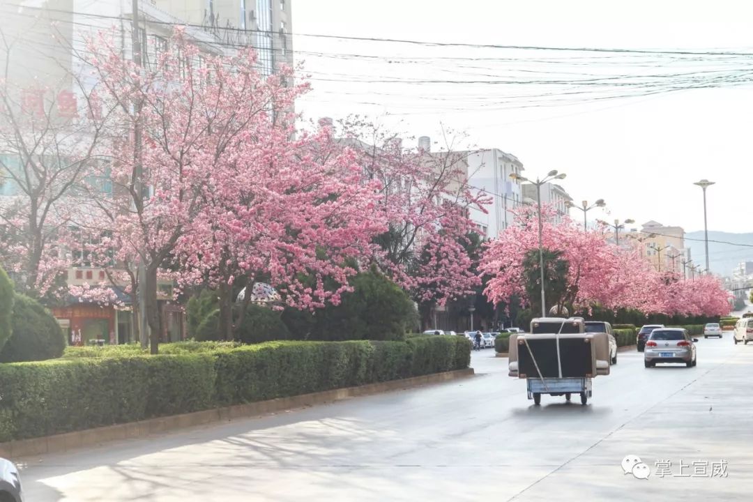 除赏樱花外 粉粉的一片一片 满满地缀满枝头 宣威市龙堡西路市花(大