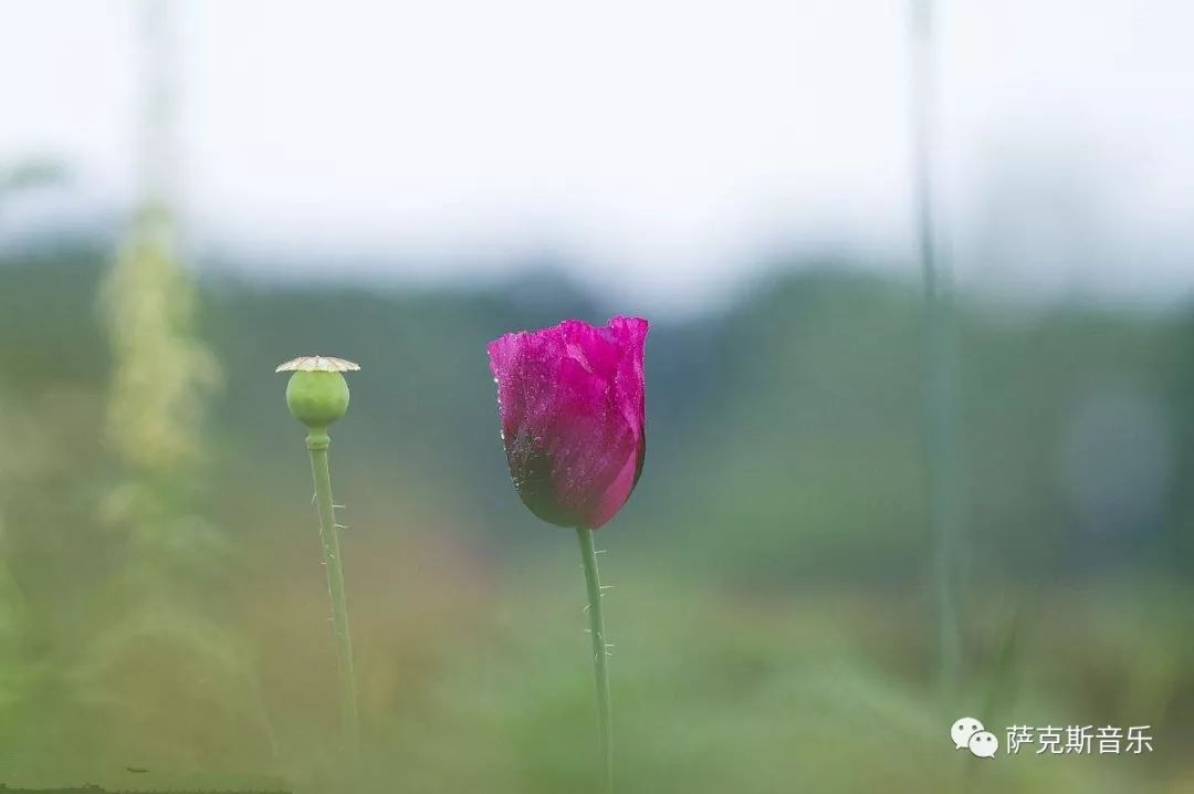 心雨毛宁杨钰莹经典情歌唯美高音萨克斯音乐