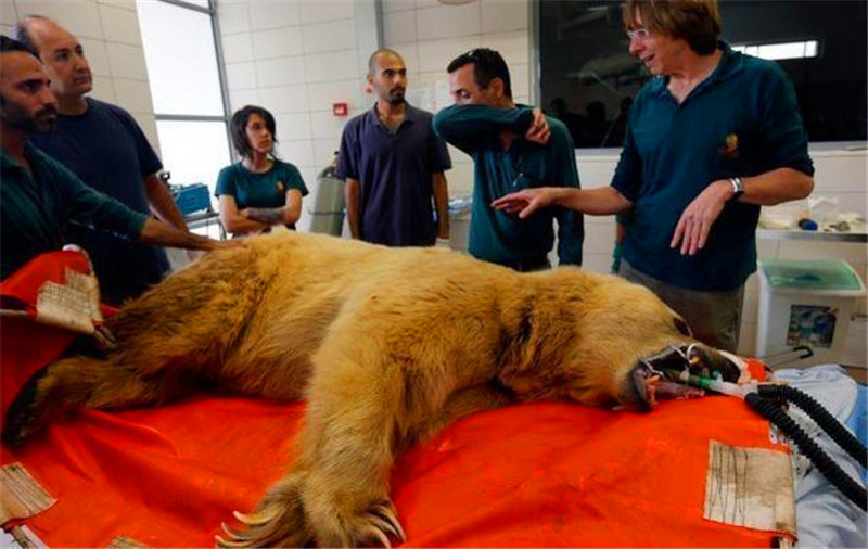 棕熊閃了腰被送醫，運動太激烈，還讓5只母熊同時懷孕 未分類 第1張