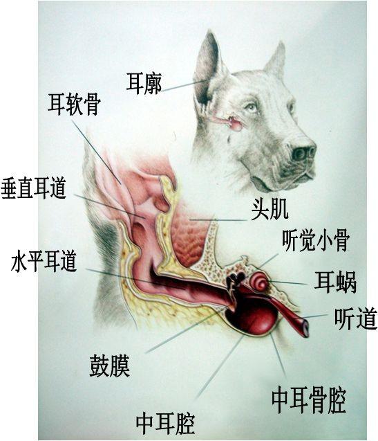 用棉花棒给狗清洁耳朵?了解狗耳结构,跟狗耳中细菌虫子说再见