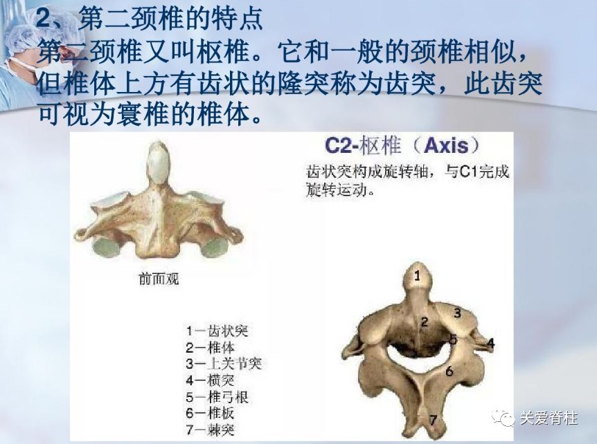 睡前温习,你了解的颈椎解剖知识有哪些?