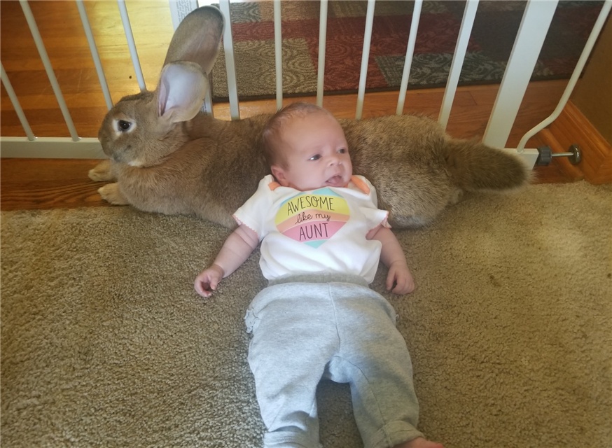 原創
            兩只巨兔對新生兒「一見鍾情」，變身「保姆」用愛守護 未分類 第14張