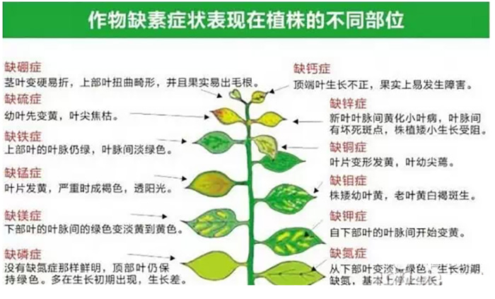 把握好肥料间的关系,为植物提供最佳营养!