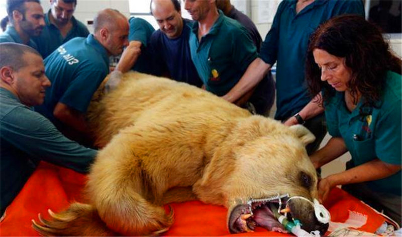 棕熊閃了腰被送醫，運動太激烈，還讓5只母熊同時懷孕 未分類 第2張