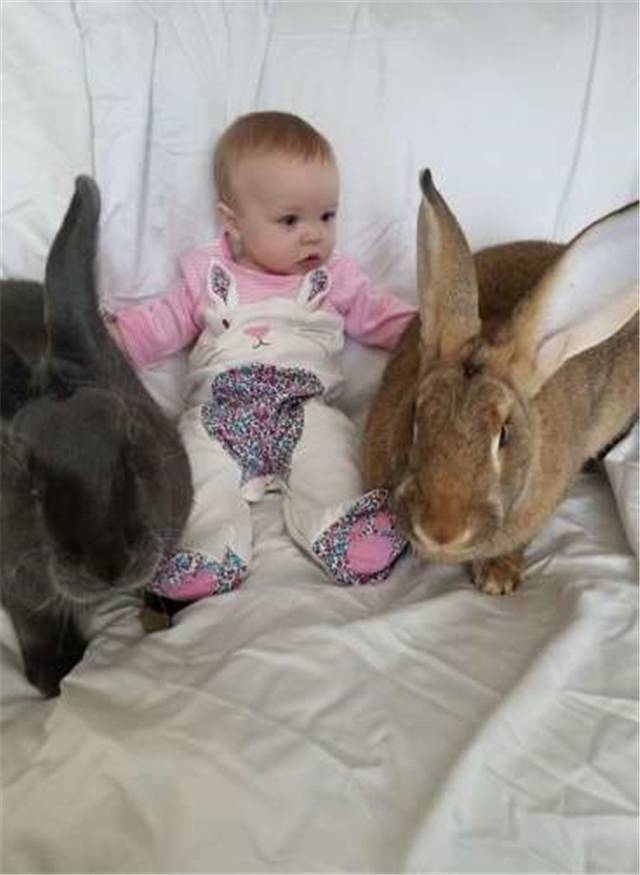 原創
            兩只巨兔對新生兒「一見鍾情」，變身「保姆」用愛守護 未分類 第11張