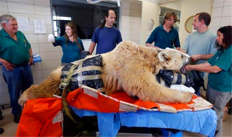 棕熊閃了腰被送醫，運動太激烈，還讓5只母熊同時懷孕 未分類 第4張